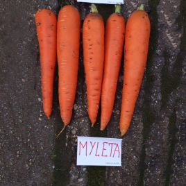 Морковь Мулета