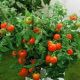 Ляна насіння помідора детермінантного (ТМ Смачний)
