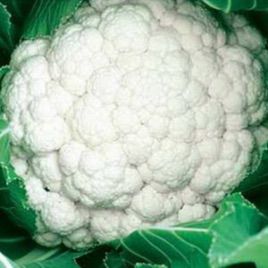 Синерджи F1 (Синержи) семена капусты цветной средней 70-75 дн. 1,5-2 кг бел. (Enza Zaden)