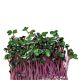 Микрозелень (микрогрин) капусты кольраби фиолетовой