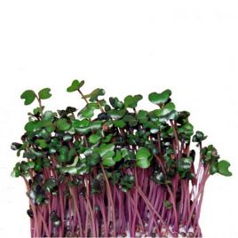 Мікрозелень (мікрогрін) капусти кольрабі фіолетової