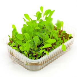 Мікрозелень (мікрогрін) салату цикорного червоного
