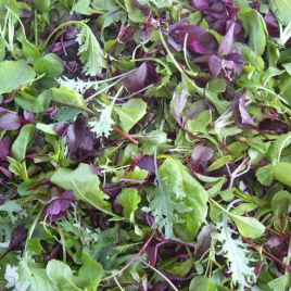Мікрозелень (мікрогрін) салату Міні суміш 