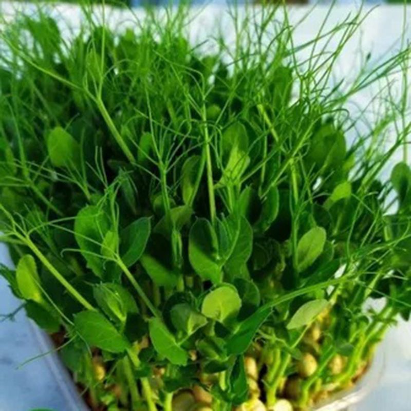 Горох сахарный спаржевый семена микрозелени Agrocity купить, цена винтернет-магазине Супермаркет Семян