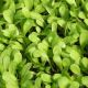 Набір насіння мікрозелені Імуно