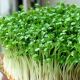 Набір насіння мікрозелені Протеїновий