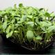 Набір насіння мікрозелені Протеїновий