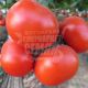 Аксай F1 насіння томата напівдет. (Bayer Nunhems)