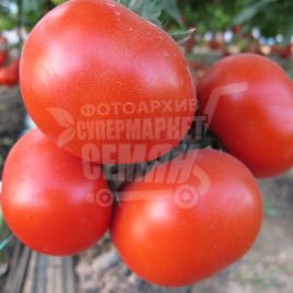 Аксай F1 насіння томата напівдет. (Bayer Nunhems)