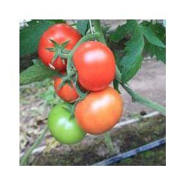 Байконур F1 (Е15B.50206 F1) семена томата индет. раннего 100 дн. окр. 160-180гр красный (Enza Zaden)
