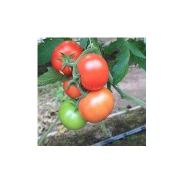 Байконур F1 (Е15B.50206 F1) семена томата индет. раннего 100 дн. окр. 160-180гр красный (Enza Zaden)