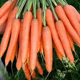 Морковь Престо F1 (калибр. 18-20 мм) 