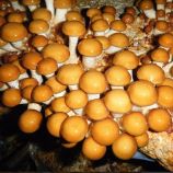 Мицелий Опенок намеко (Фолиота намеко, Чешуйчатка съедобная, Маслянистый гриб, Клейкий гриб) 