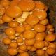 Мицелий Опенок намеко (Фолиота намеко, Чешуйчатка съедобная, Маслянистый гриб, Клейкий гриб) 