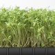 Набор для выращивания микрозелени Салатный микс
