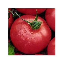 Розовая Андромеда F1 семена томата индет розового (Элитный Ряд)