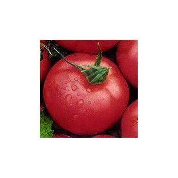 Розовая Андромеда F1 семена томата индет розового (Элитный Ряд)