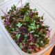 Набор микрозелени Фаворит без опрыскивателя (Санго, 7 салатов, свекла, люцерна, горошек) 