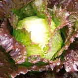 Дерел насіння салату тип Айсберг (Moravoseed)