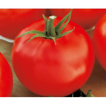 Консул F1 насіння томата індет (Елітний Ряд)