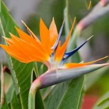 Райская птица семена стрелиции (Hem Zaden)