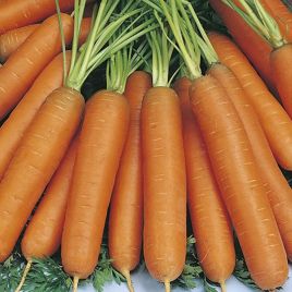 Морковь ST N496