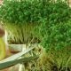 Набір для вирощування мікрозелені Беро (1 урожай) (лоток + килимок + кресс-салат) 