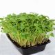 Набор для выращивания микрозелени Редиш (1 урожай) (лоток + коврик + редис) 