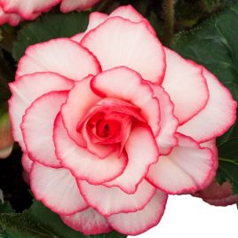Амері Гібрид Пікоте F1 біло - рожевий (Picotee White Pink) насіння бегонії бульбової (туберози) (Pan American)