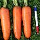 Морковь Танжерина F1 (T-825) (калибр. 1,8-2,0 мм)