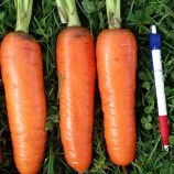 Морковь Танжерина F1 (T-825) (калибр. 2,2-2,8 мм)