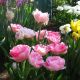 Тюльпан Анжеліка махровий (Tulipa double late, Tulipa paeonyflowering Angelique)