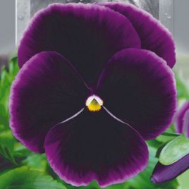 Виола Швейцарский гигант фиолетовая