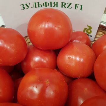 Зульфия F1 семена томата (Rijk Zwaan)
