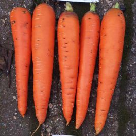 Морква Мулета (2,0-2,25) 