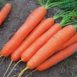 Морковь Сатурно F1 (2,0-2,25)