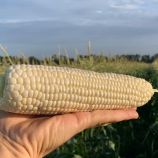 Ніколь F1 насіння кукурудзи суперсолодкої Sh2 (Clause)