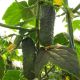 Барвина F1 семена огурца корнишона партенокарп. раннего 40-45 дн. 10-12 см (Nunhems)