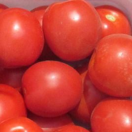 Голландские семена томатов - в розницу и оптом, цена на Semena.cc. Купитьсемена томатов голландской селекции в Украине
