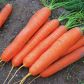 Сатурно F1 семена моркови Нантес (Clause)