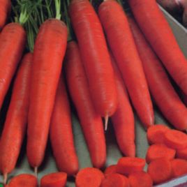 Морковь Зимний нектар 