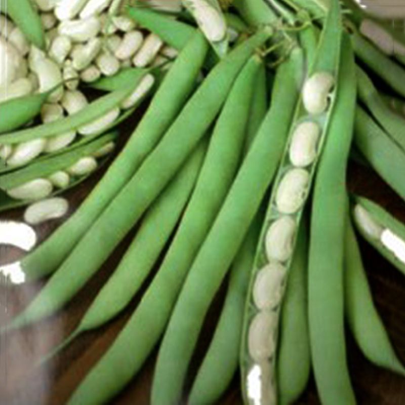 Рипоста семена фасоли овощной - Імперія Насіння, купить, цена винтернет-магазине - Супермаркет Семян