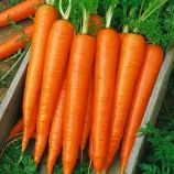 Морковь Францис