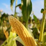 Фиона F1 (Сладкая мечта F1) семена кукурузы суперсладкой Sh2 ультраранней 65-68 дн. 22 см 16-18 р. (Мнагор)