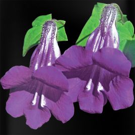 Маурандия Азарина (Горлянка) ползучая фиолетовая