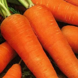 Морковь СТ 4411 F1 (ST 4411 F1) 