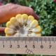 Сансвит F1 семена кукурузы суперсладкой Sh2 среднеранней 75-78 дн. 25 см 16-18 р. (LibraSeeds)