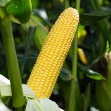 Стронгстар F1 насіння кукурудзи суперсолодкої Sh2 ранньої 71 дн. 23 см 18 р. (Syngenta)