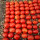 Бостон F1 семена томата дет. среднего 115-120 дн. слив. 75-80 гр. красный (LibraSeeds)