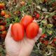 Бостон F1 семена томата дет. среднего 115-120 дн. слив. 75-80 гр. красный (LibraSeeds)